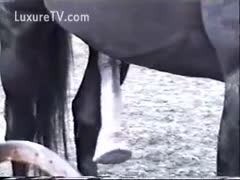 A local ranch worker records a horse's acquisition of an unyielding hardon.